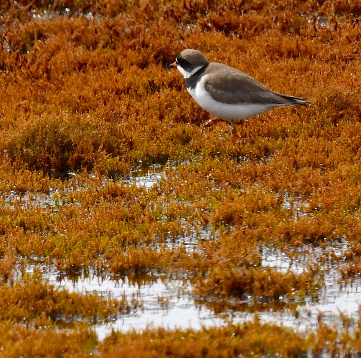 Semipalmated Plover - ML620404615