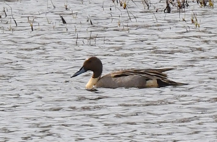 Northern Pintail - ML620404621