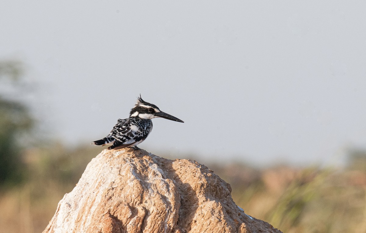 Pied Kingfisher - ML620404626