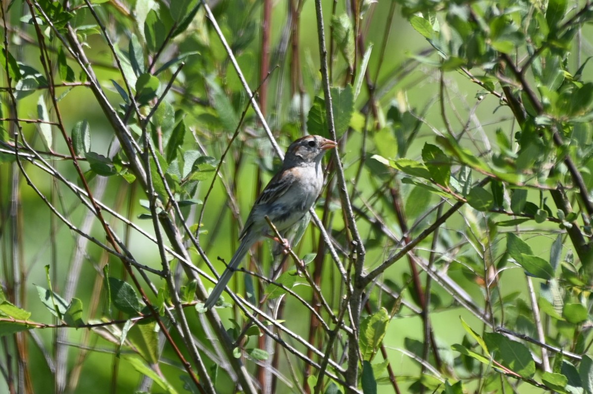 Field Sparrow - ML620404638