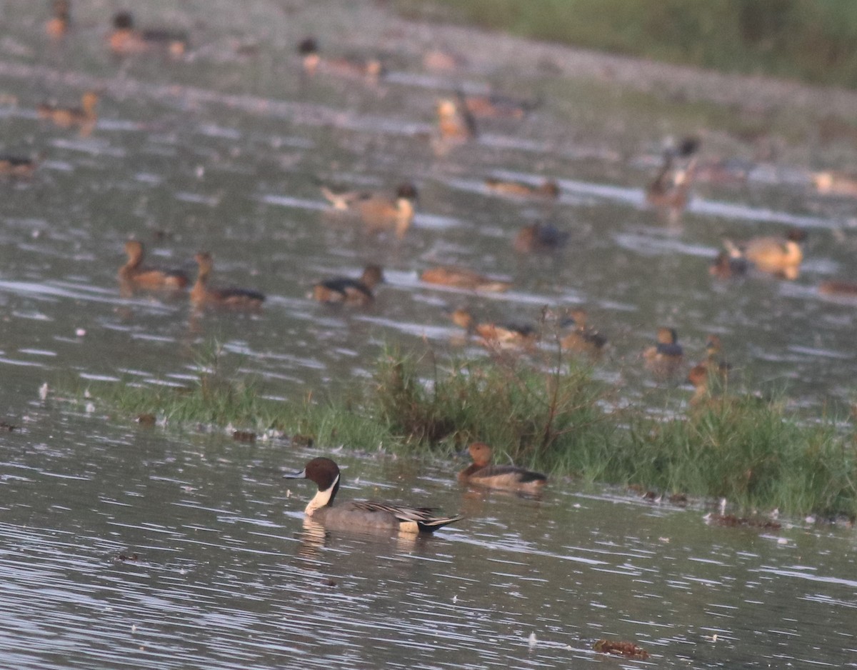 Northern Pintail - Afsar Nayakkan