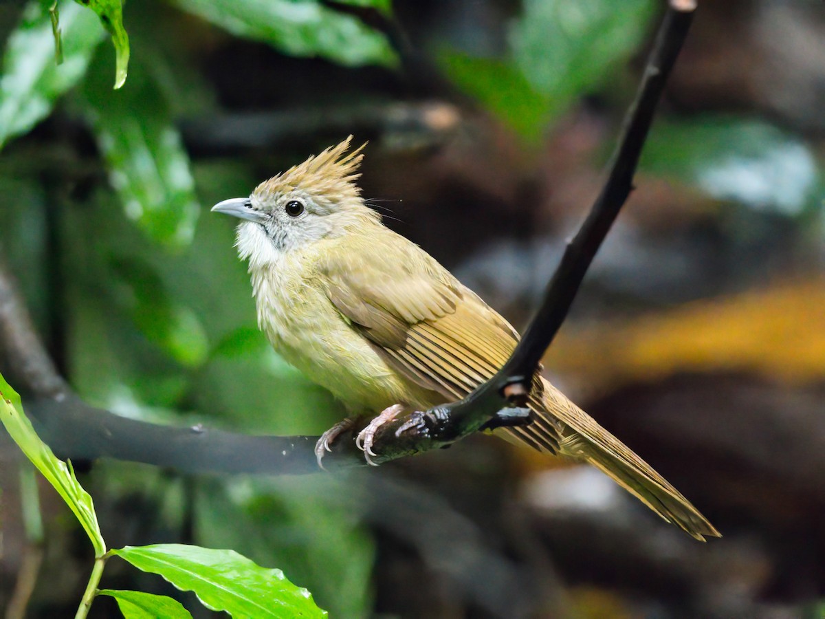 Puff-throated Bulbul - ML620404649