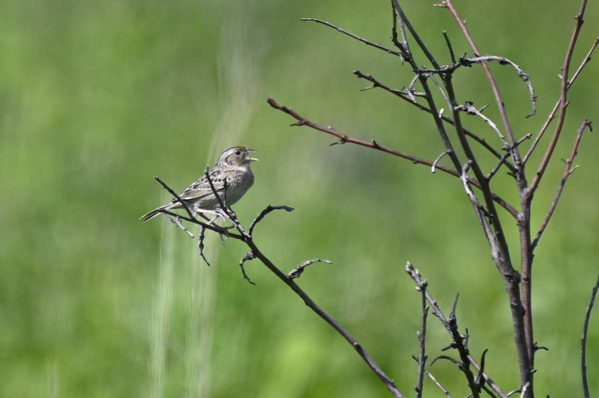 Grasshopper Sparrow - ML620404651