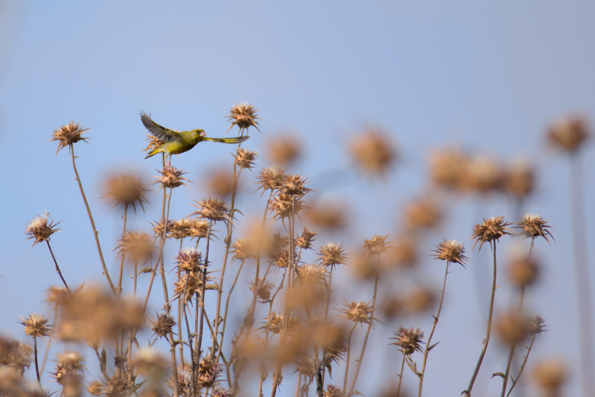 European Greenfinch - ML620404653