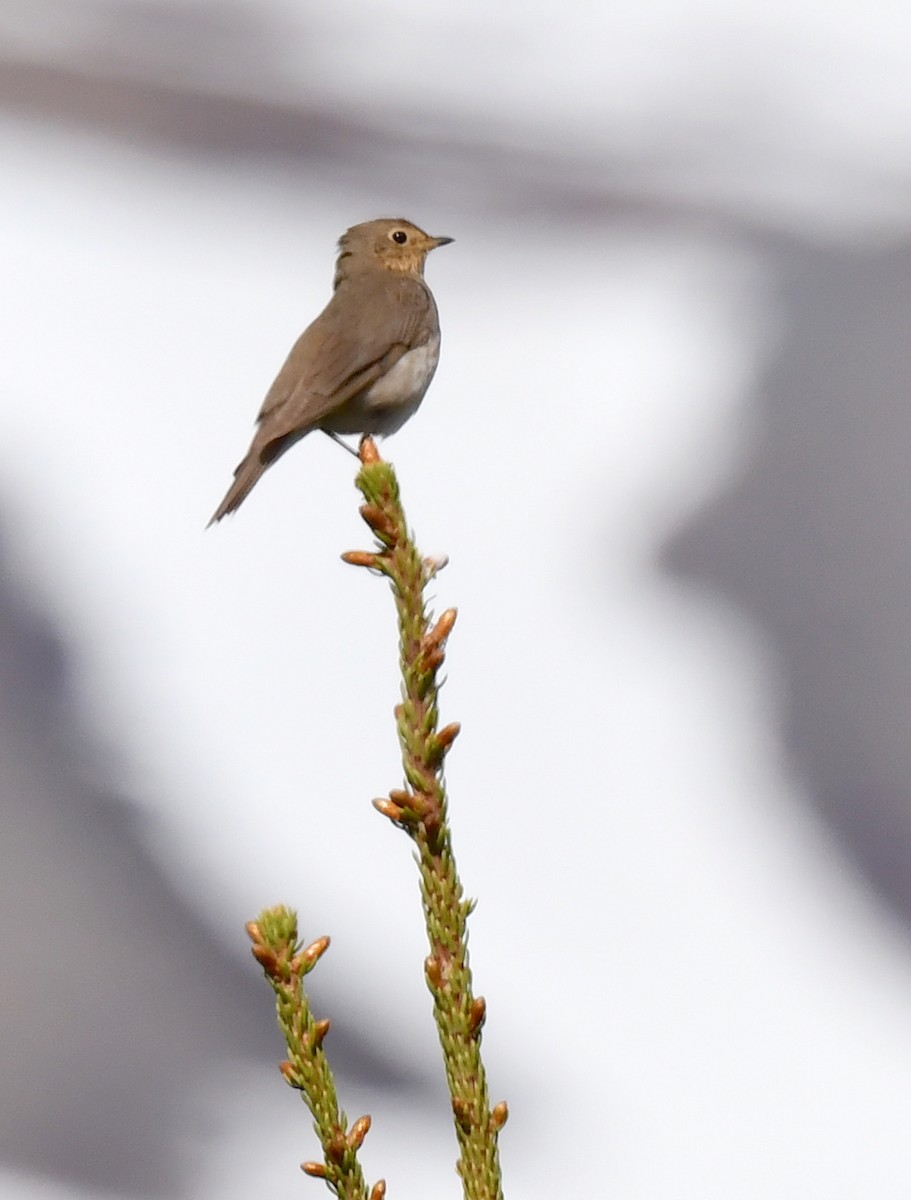 Swainson's Thrush - ML620404657