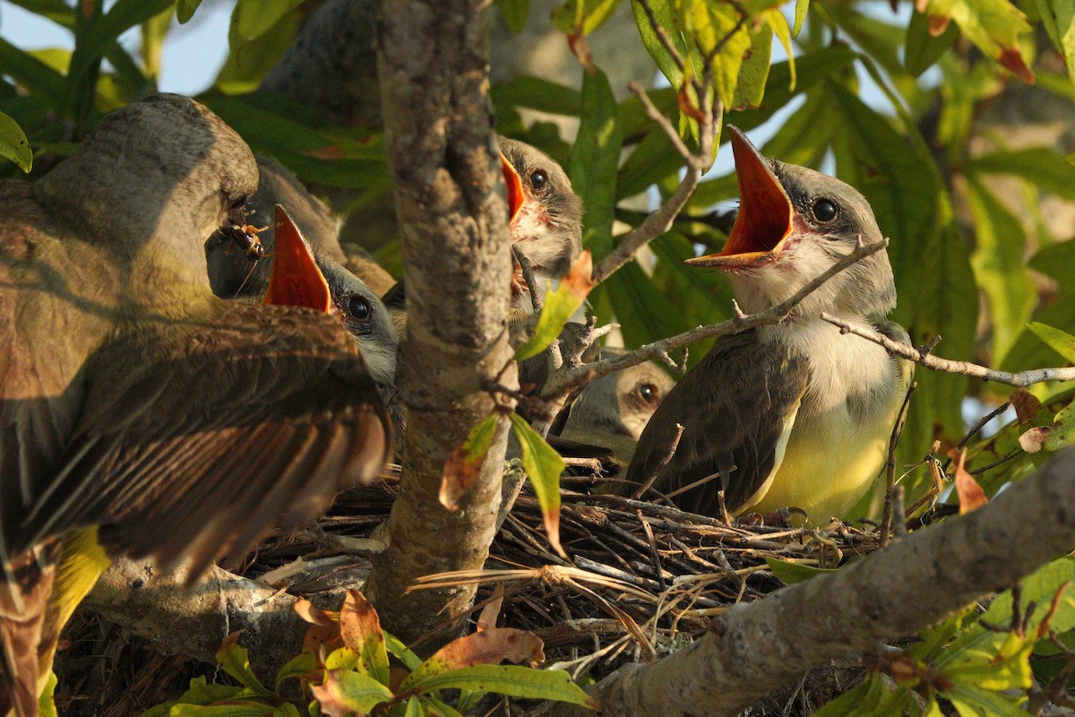 Western Kingbird - ML620404664