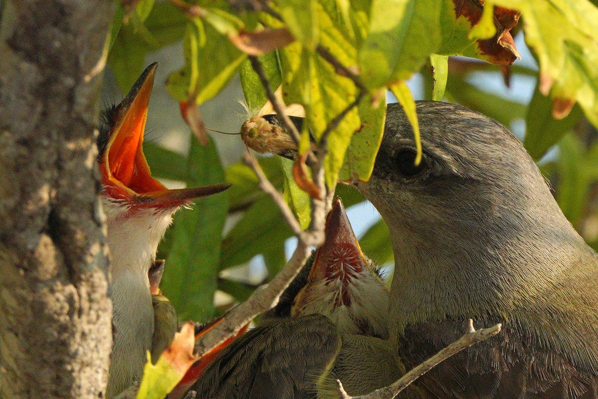 Western Kingbird - ML620404665