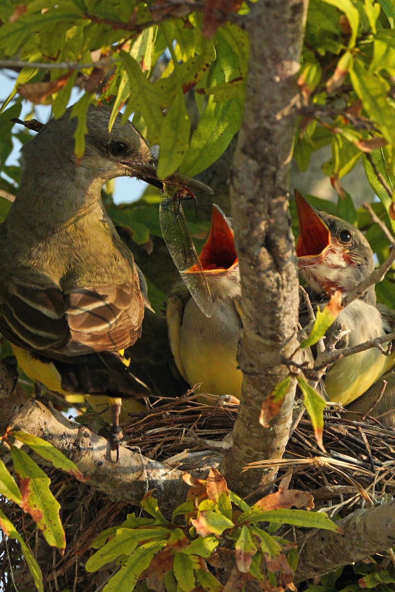 Western Kingbird - ML620404667