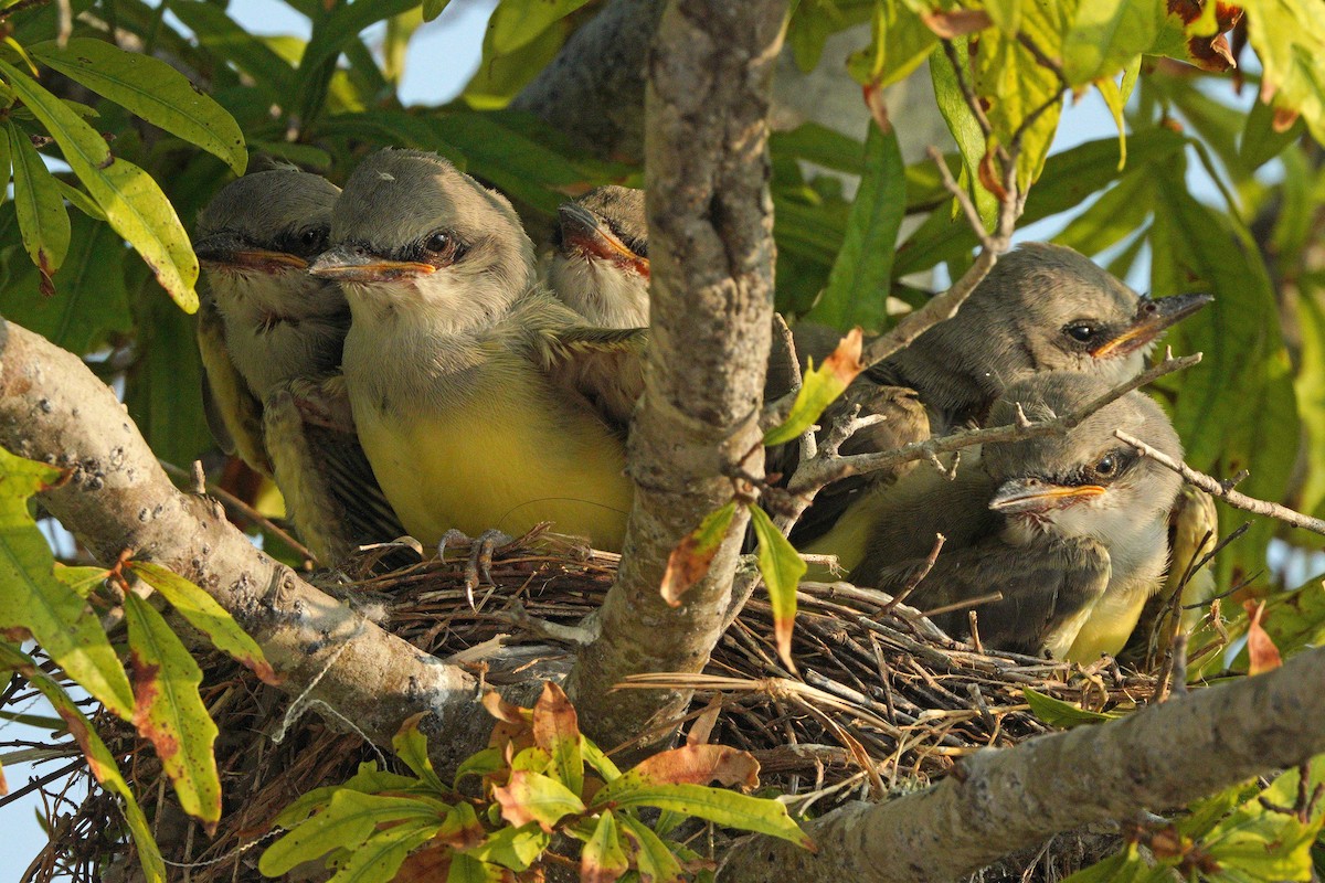 Western Kingbird - ML620404668