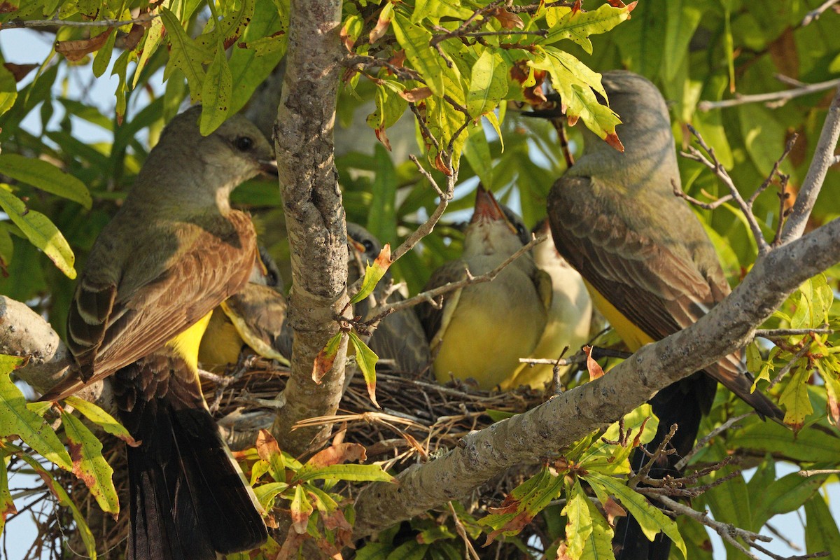 Western Kingbird - ML620404669