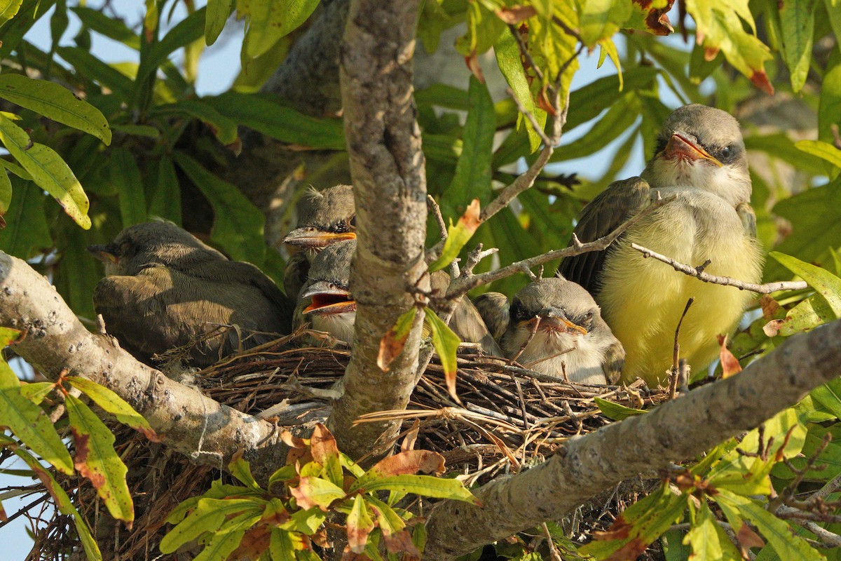 Western Kingbird - ML620404670