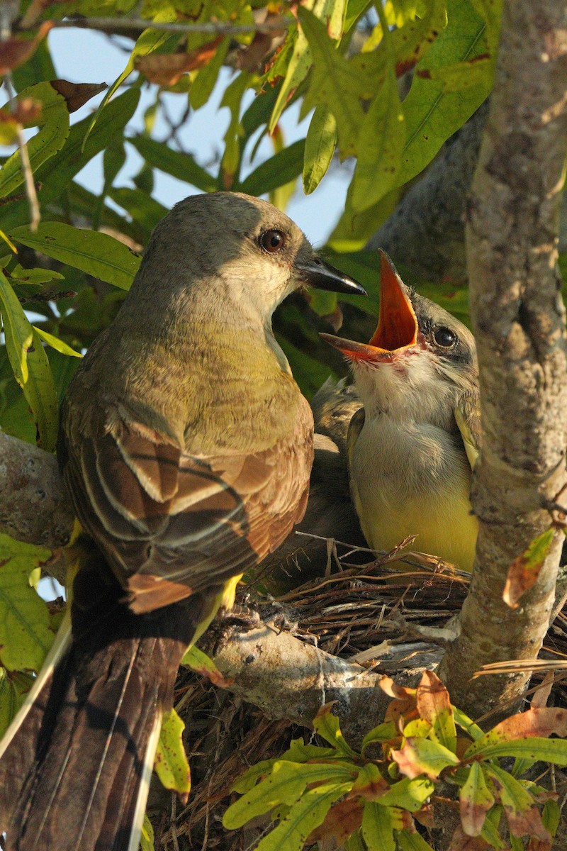 Western Kingbird - ML620404671