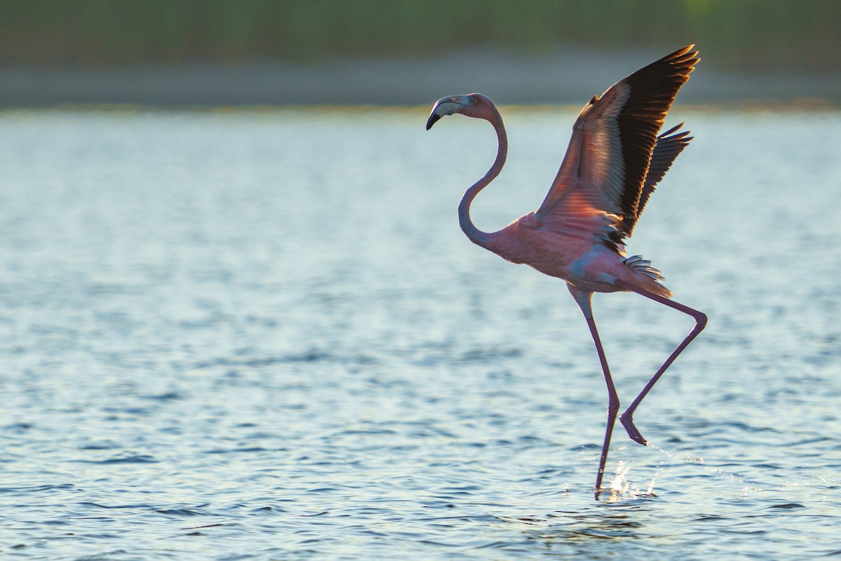 Flamant des Caraïbes - ML620404677