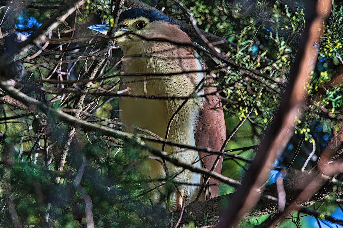 Nankeen Night Heron - ML620404681