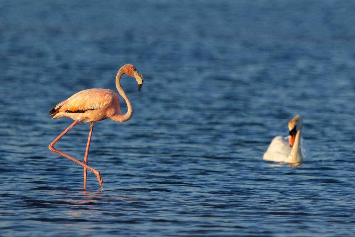 Flamant des Caraïbes - ML620404683