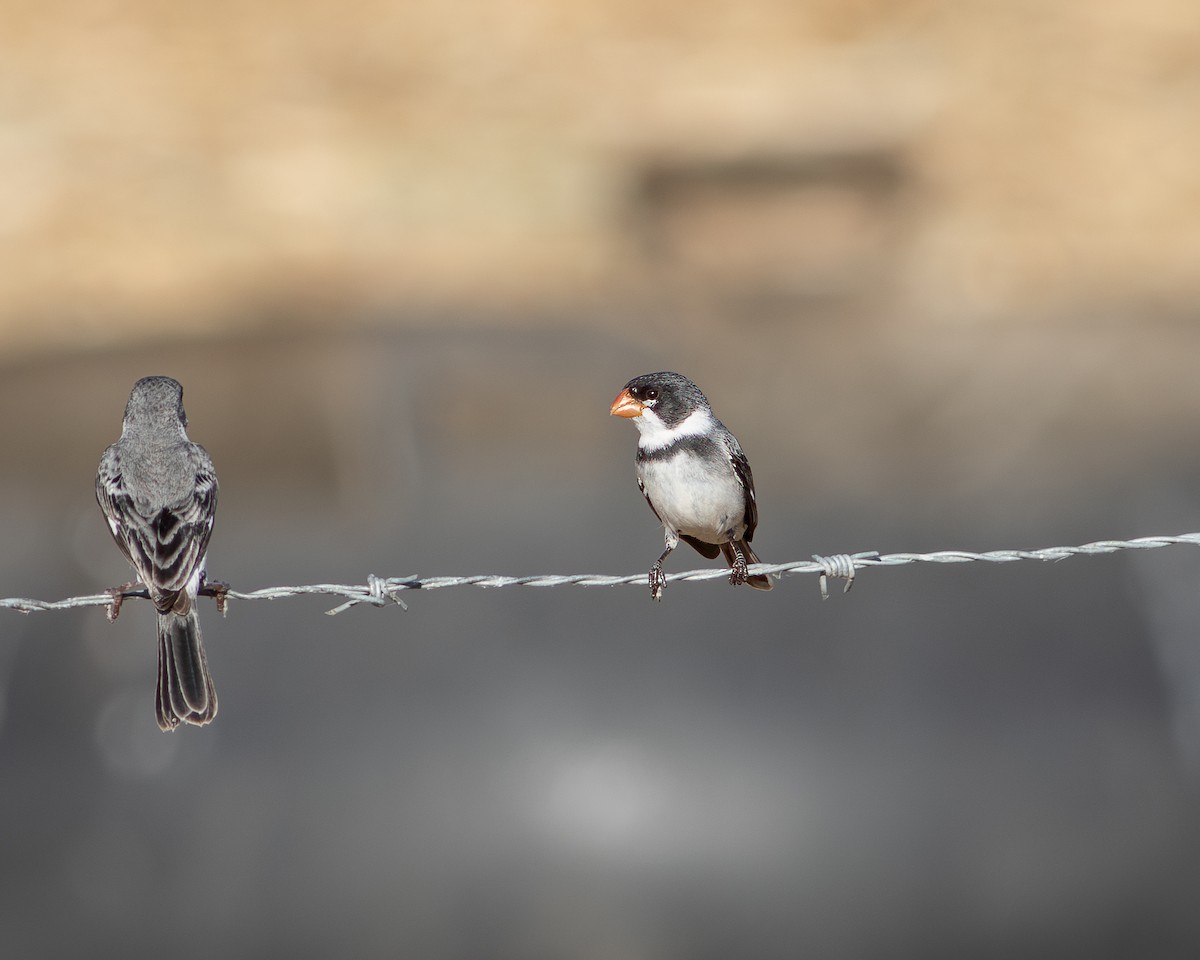 White-throated Seedeater - ML620404698