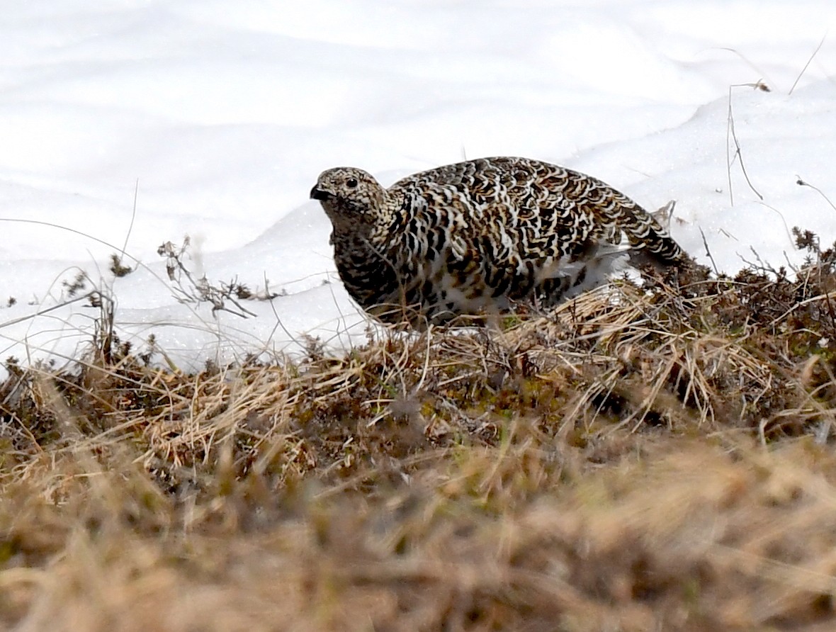 Willow Ptarmigan - ML620404710