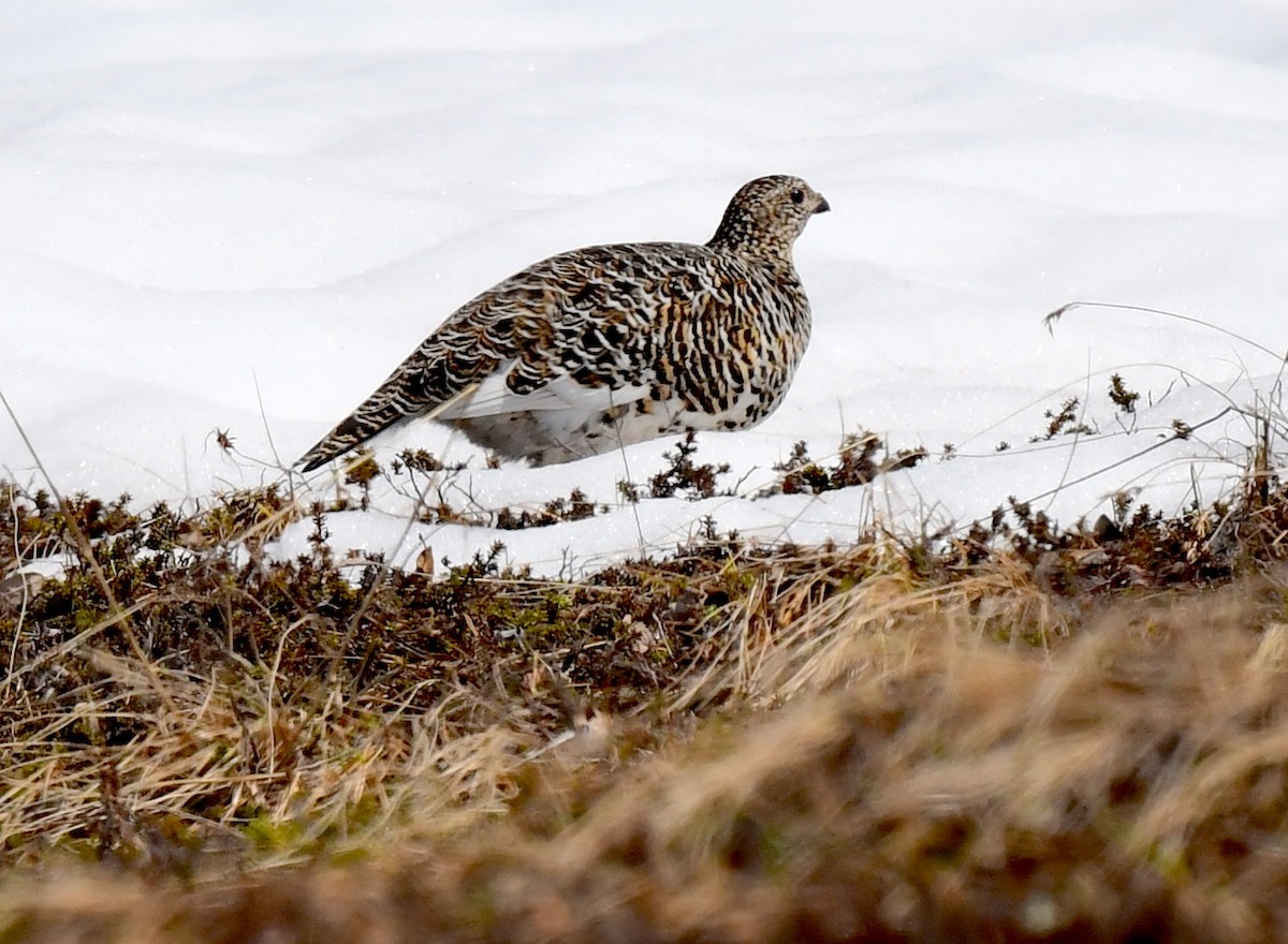 Moorschneehuhn - ML620404717