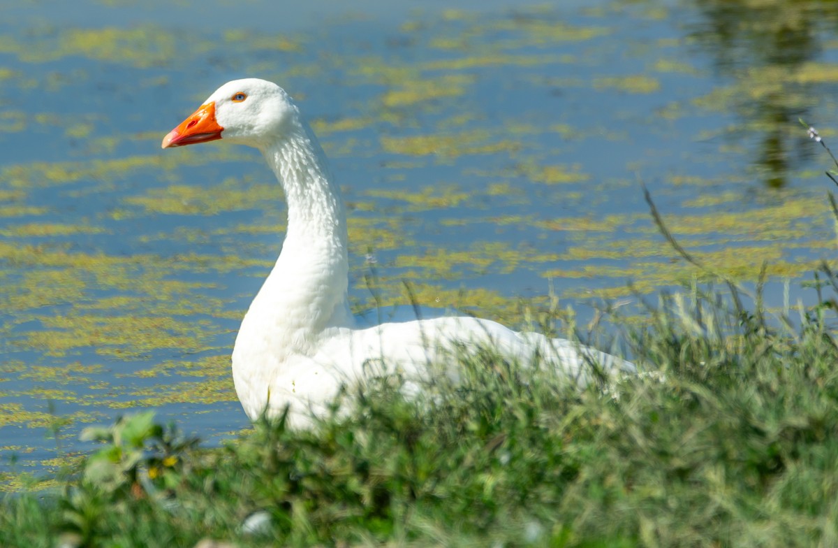 Graylag Goose (Domestic type) - ML620404735