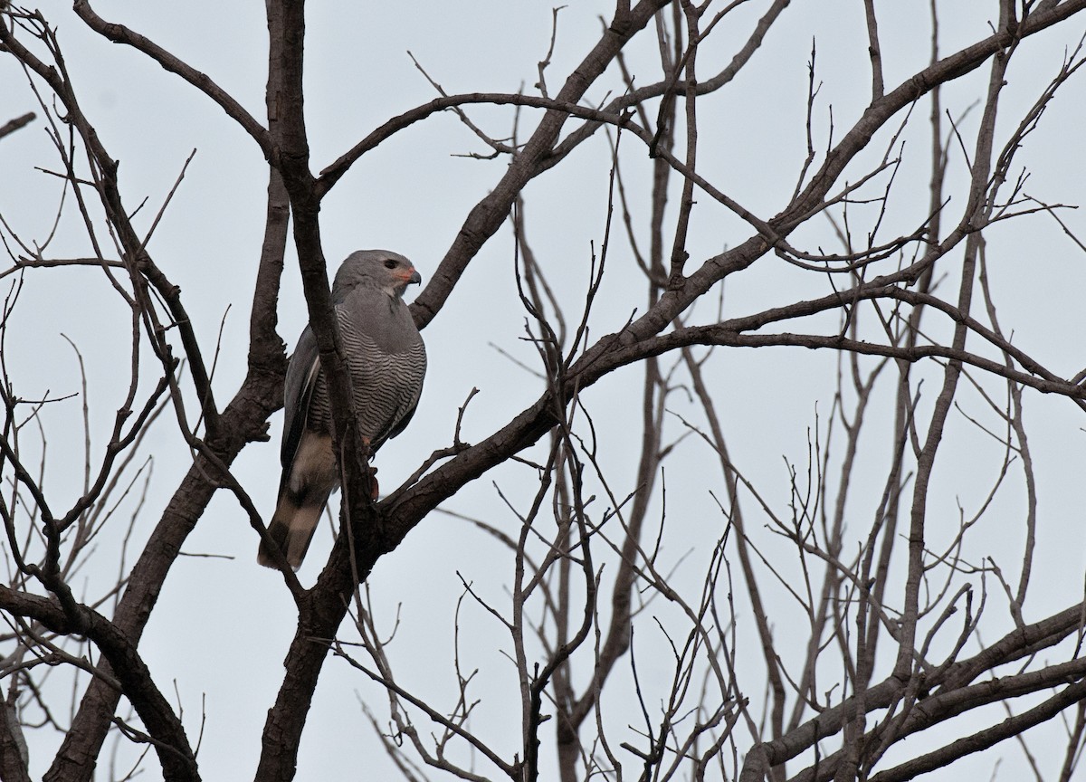 Lizard Buzzard - ML620404751