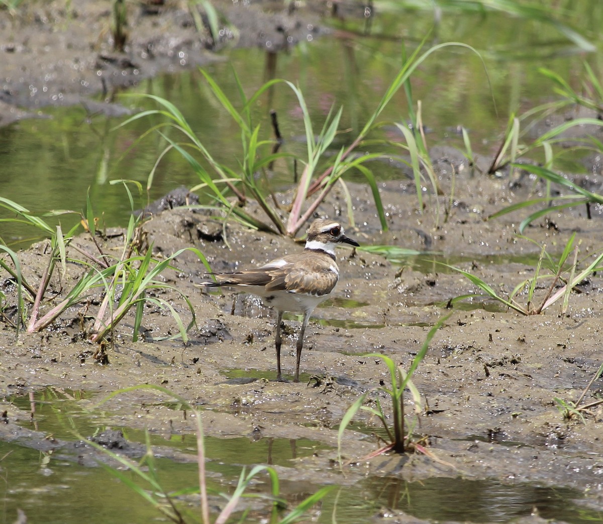 Killdeer - ML620404757