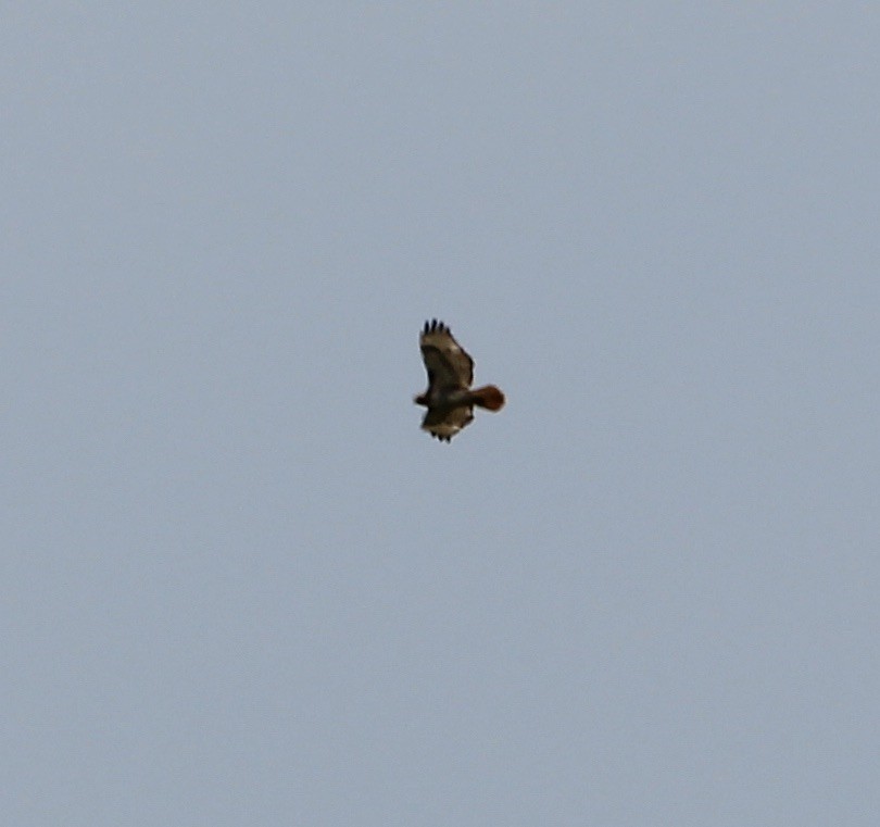 Red-tailed Hawk - ML620404761