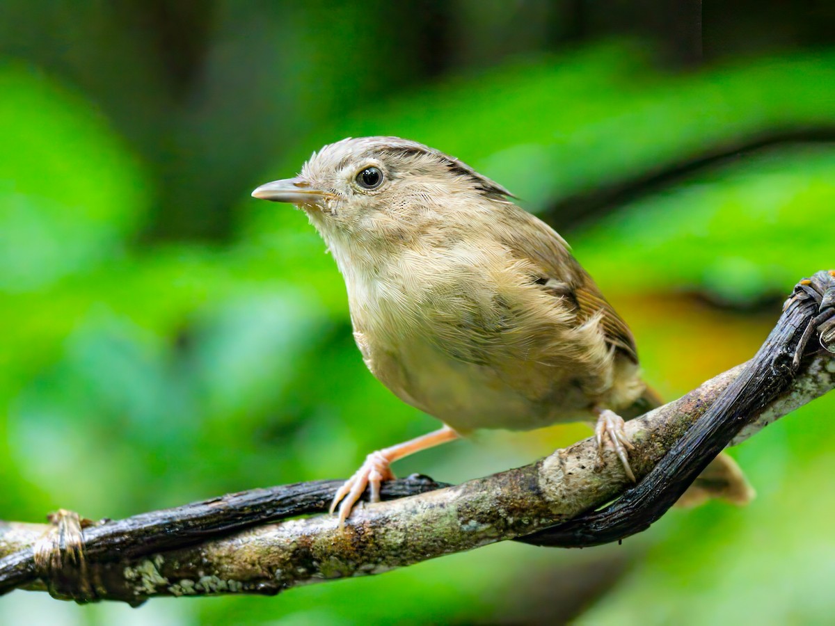 Brown-cheeked Fulvetta - Michael Sanders