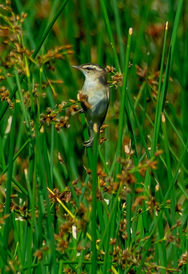 Sedge Warbler - ML620404764