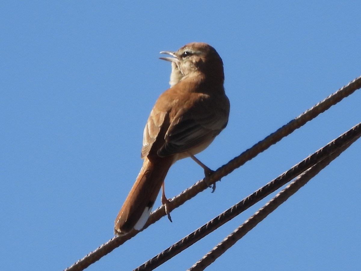 Rufous-tailed Scrub-Robin - ML620404776