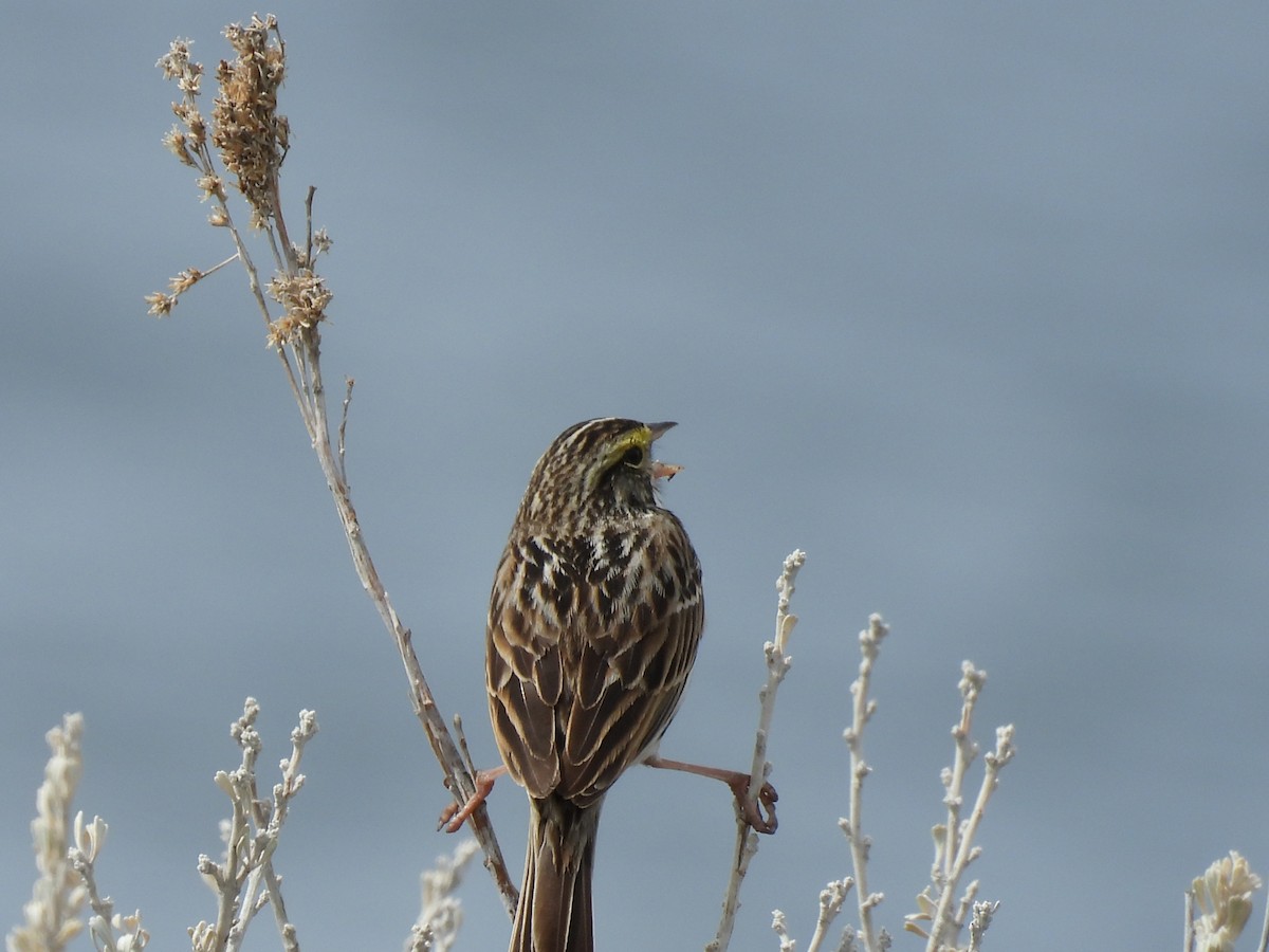 Savannah Sparrow - ML620404781