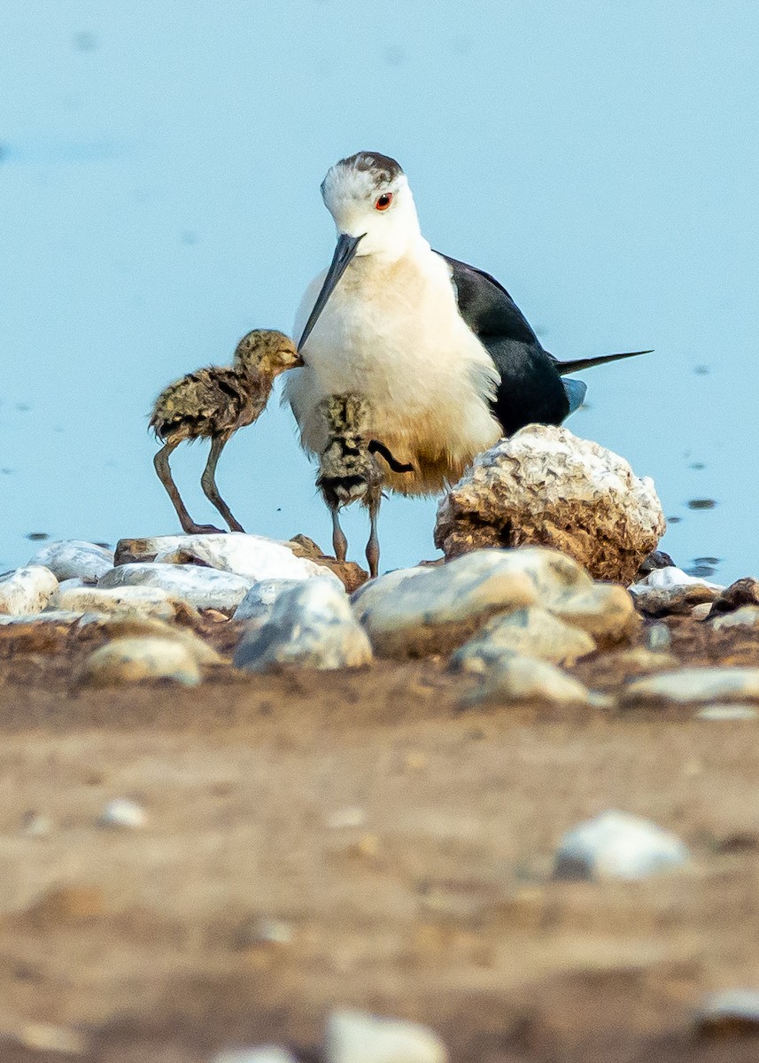 Black-winged Stilt - ML620404794