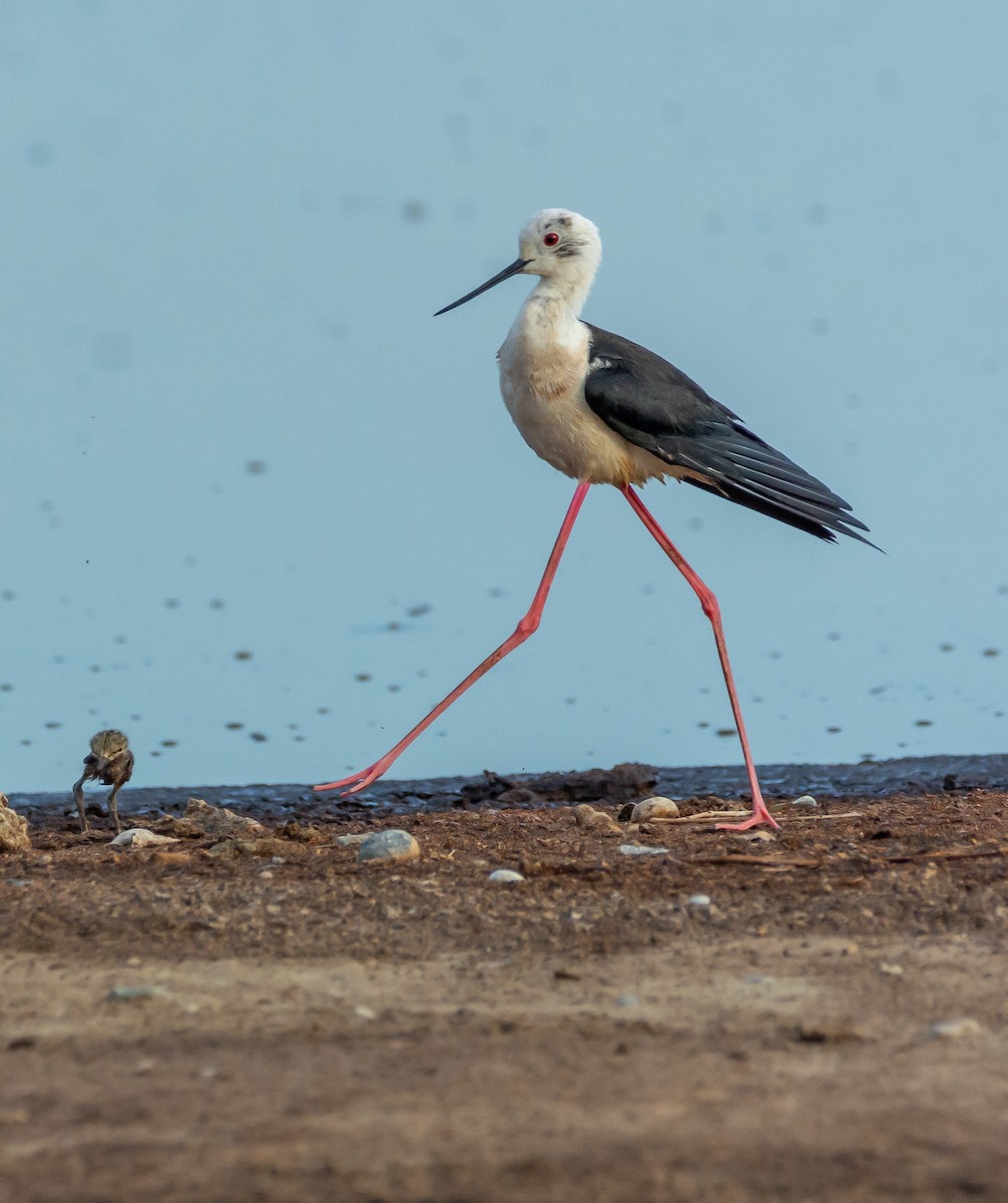 Black-winged Stilt - ML620404804