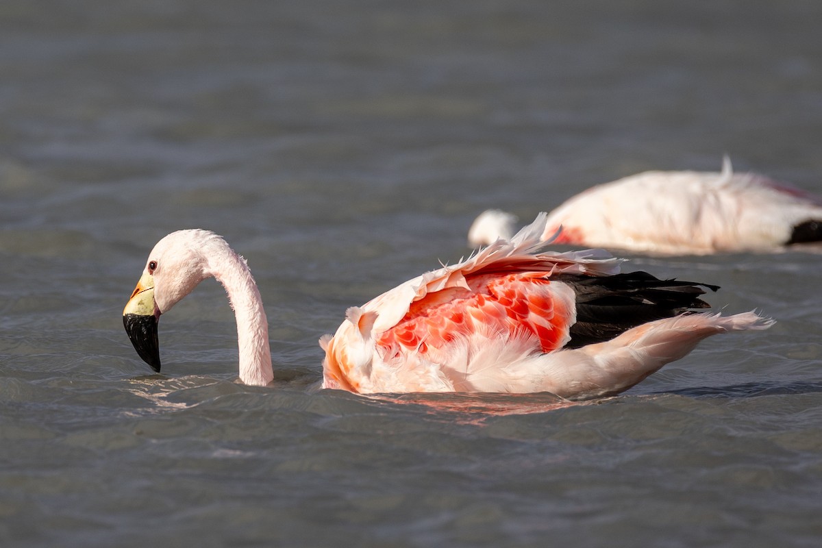 Andean Flamingo - ML620404805