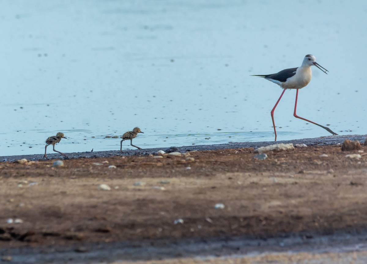 Black-winged Stilt - ML620404807