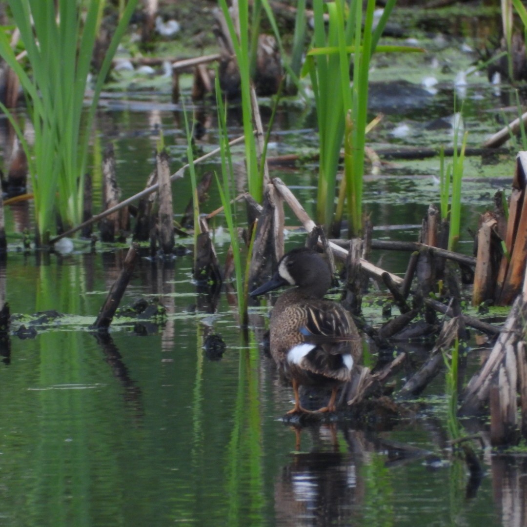 Blue-winged Teal - ML620404809