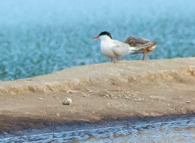 Common Tern - ML620404816