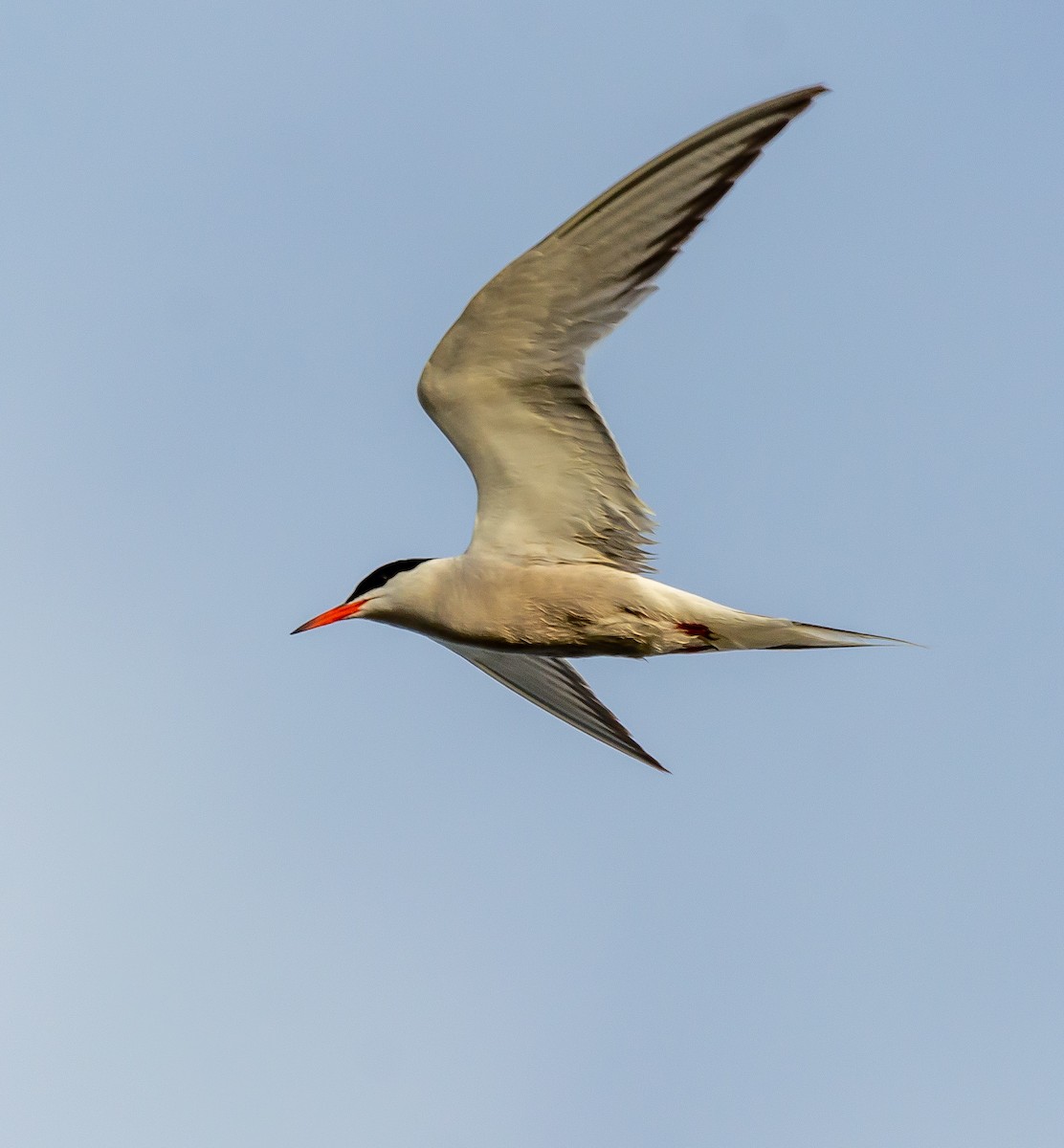 Common Tern - ML620404823