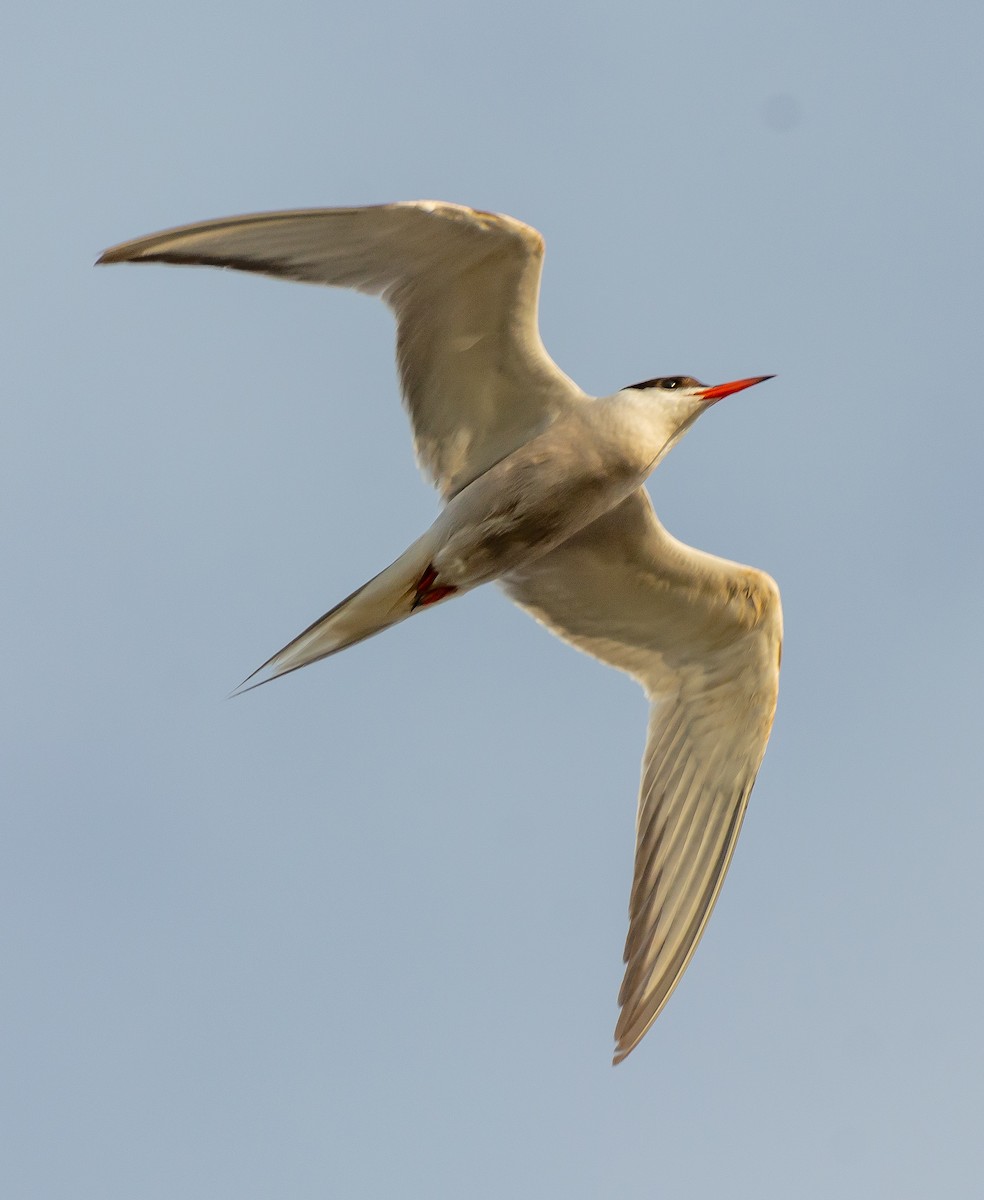 Common Tern - ML620404824