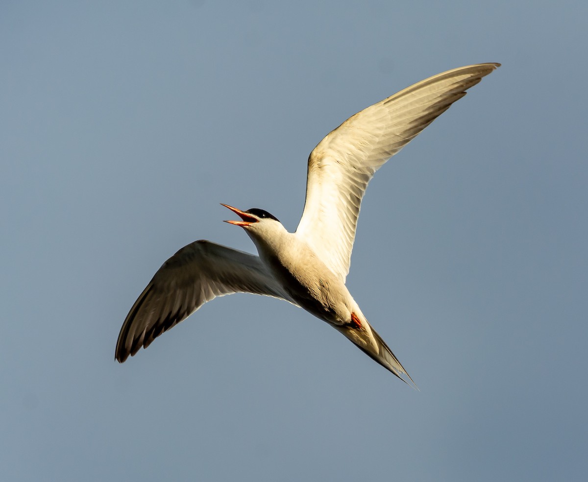 Common Tern - ML620404825