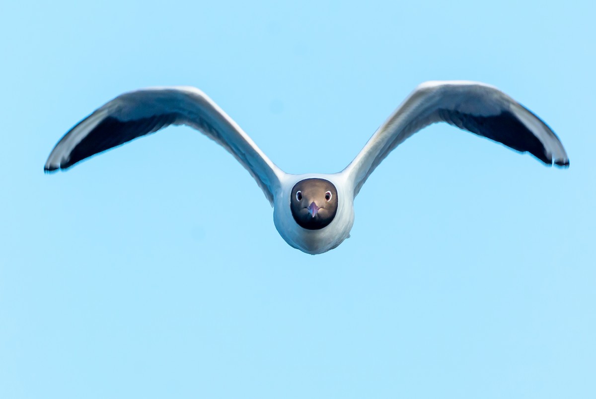 Mouette rieuse - ML620404831