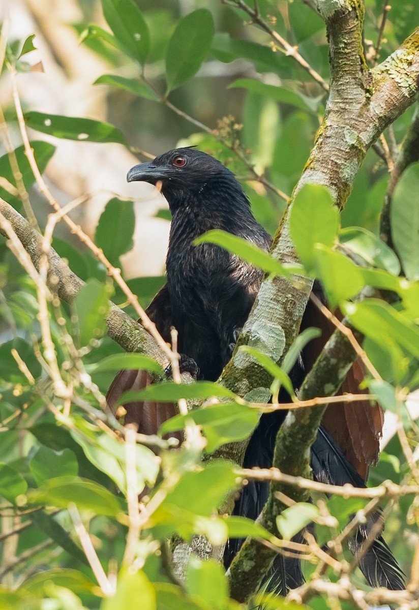 Greater Coucal - ML620404845