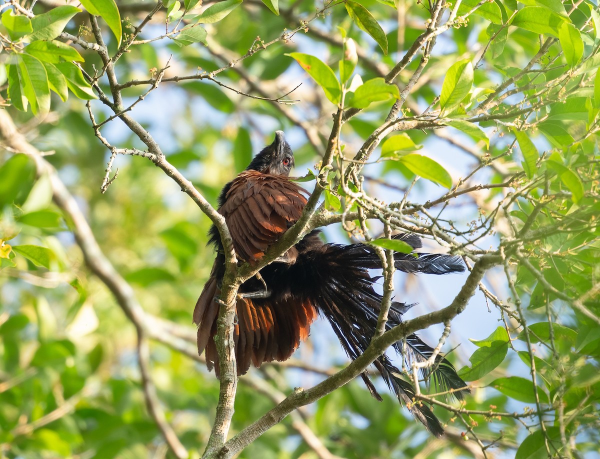 Greater Coucal - ML620404846