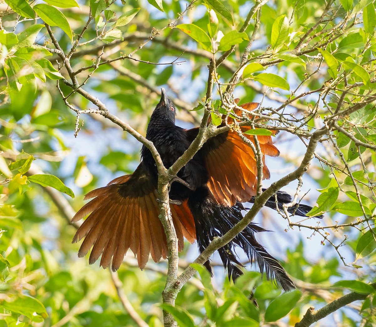 Greater Coucal - ML620404847