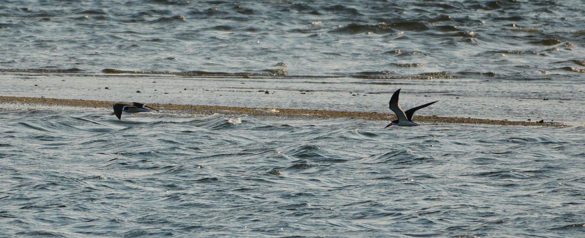 Black Skimmer - ML620404856