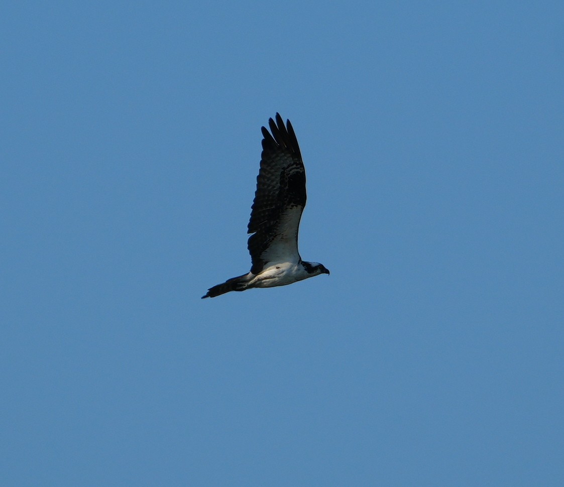 Osprey - Melody Ragle