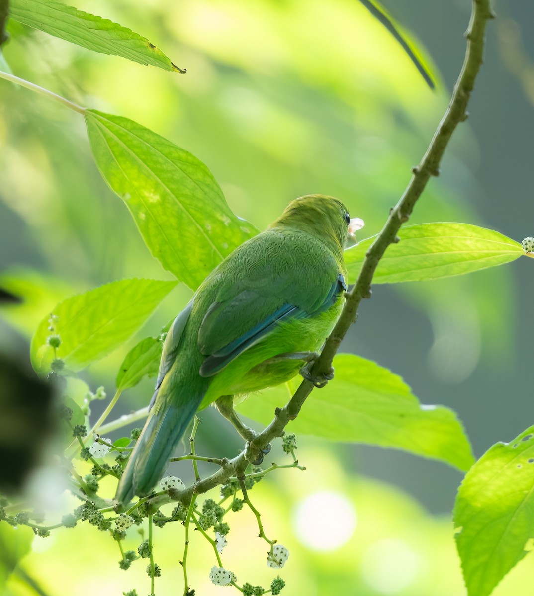 Blue-winged Leafbird - ML620404867