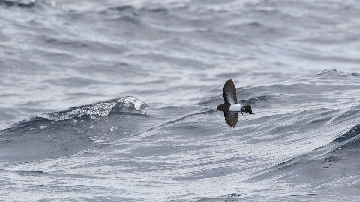 Black-bellied Storm-Petrel - ML620404873