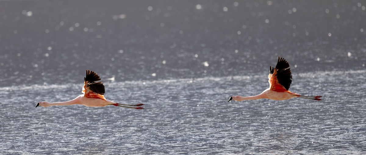 Chilean Flamingo - ML620404881