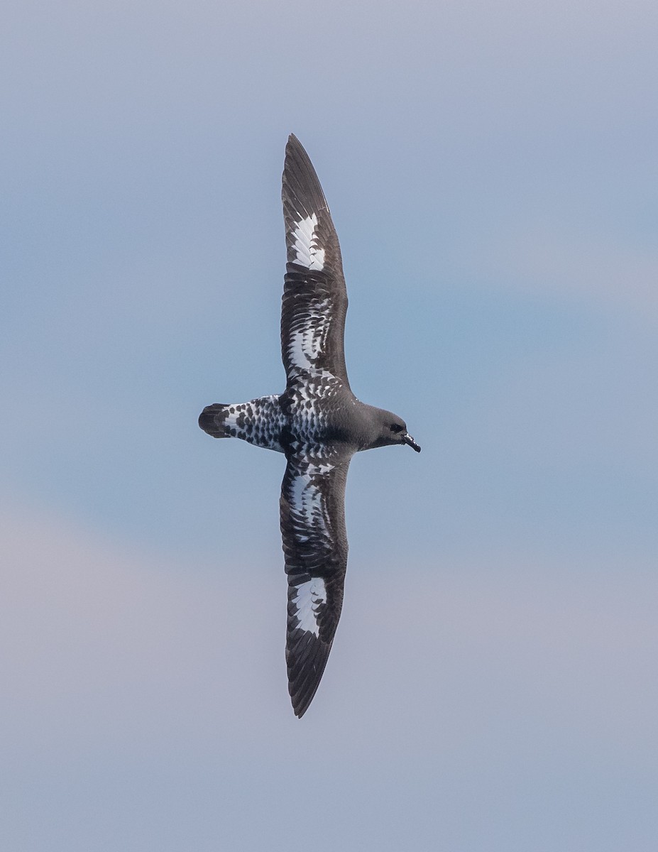 Cape Petrel - ML620404887