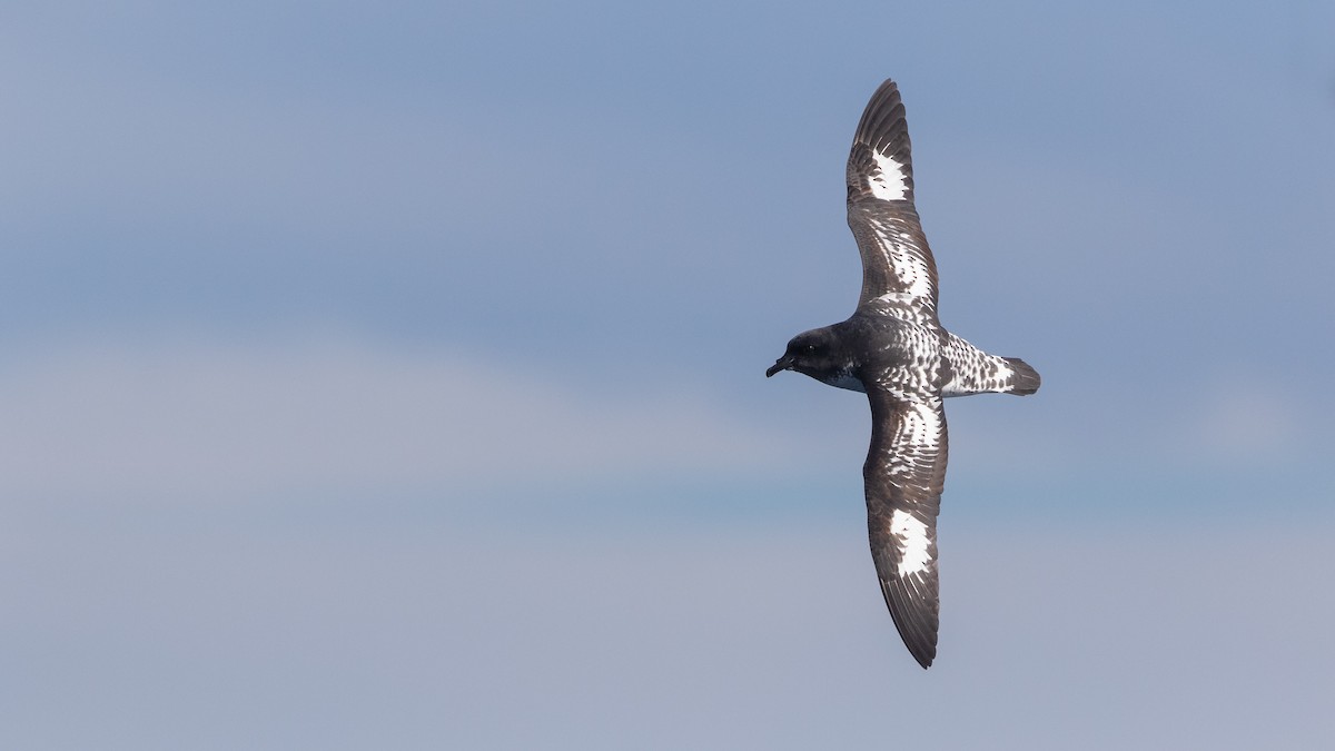 Cape Petrel - ML620404889